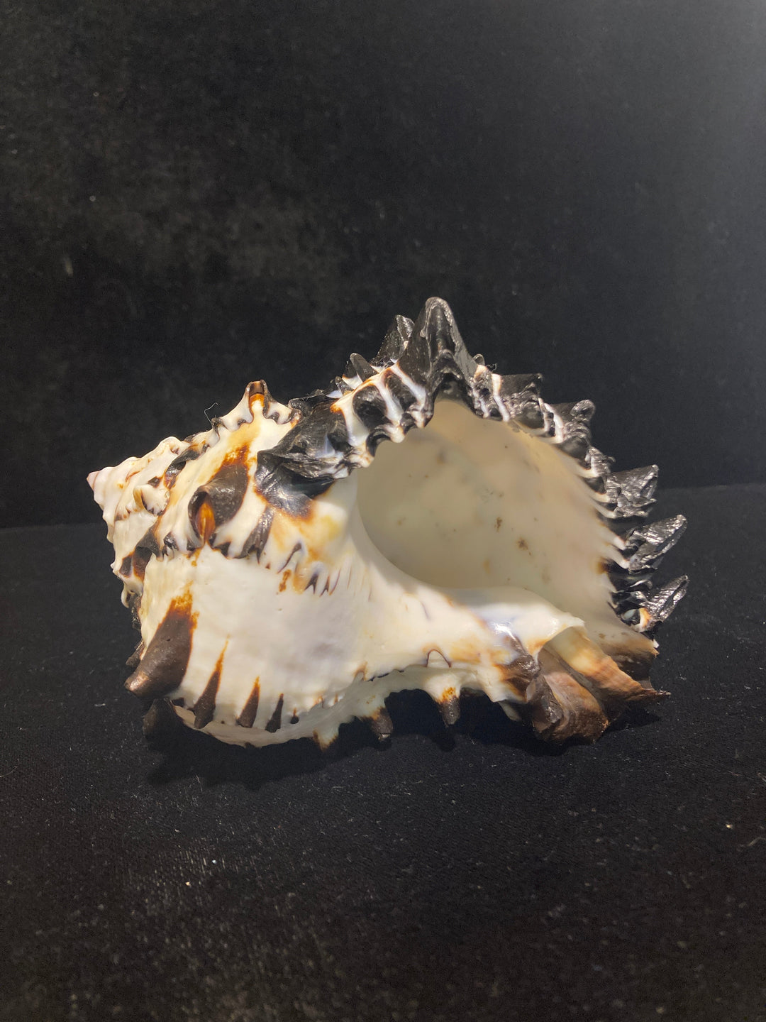 Black-Murex-Shell-5-x-4-