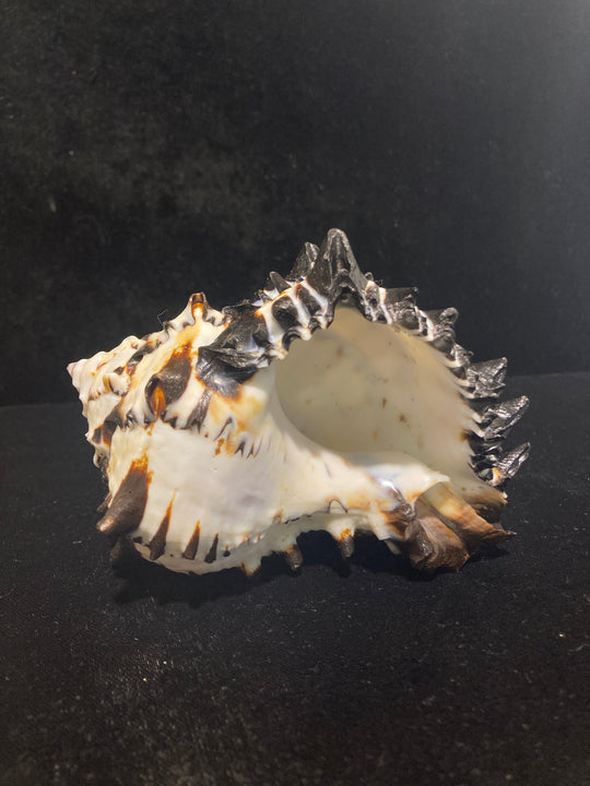 Black Murex Shell-5