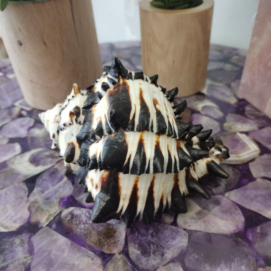 Black-Murex-Shell-5-x-4_1080x.