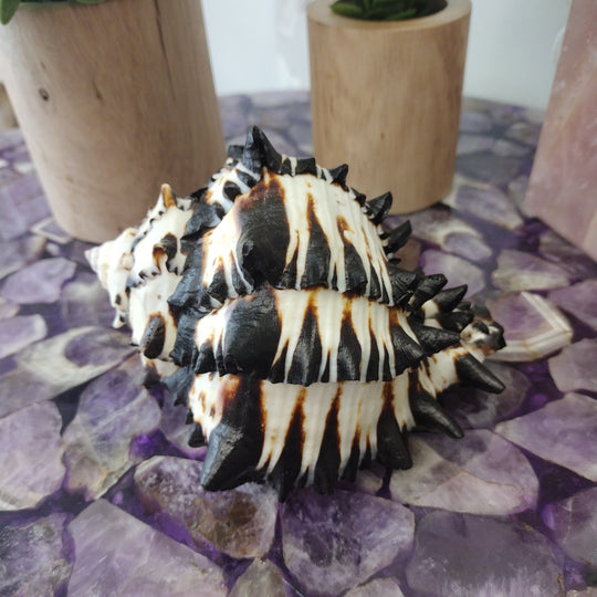 Black Murex Shell-5