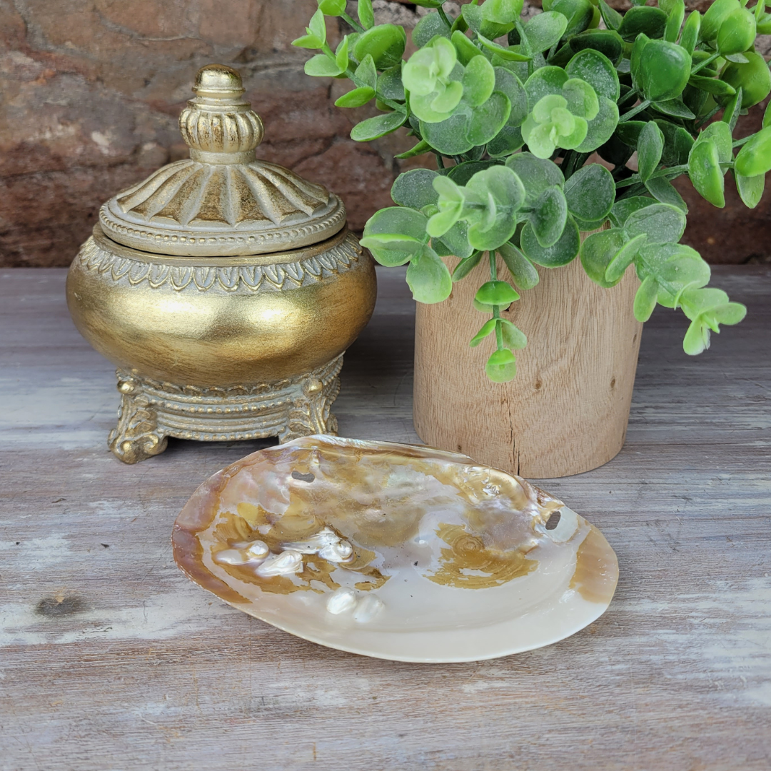 Clam Shell Smudging Bowl Seashell 5-6 Inches