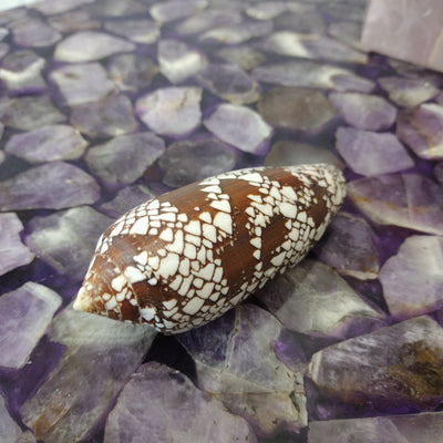 Conus Shell