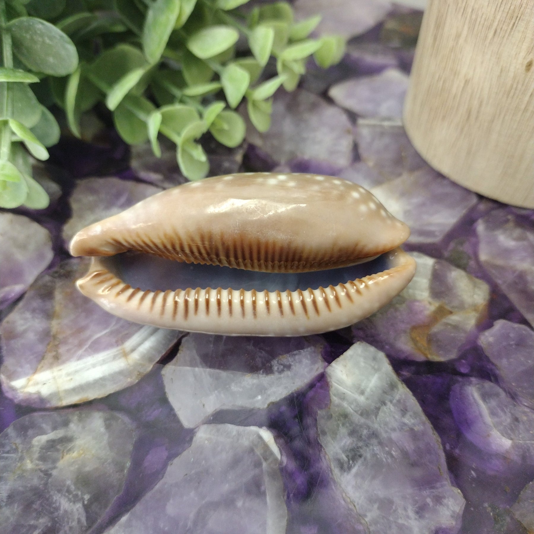 Cowrie Shell - Various Sizes – Crystal Joys