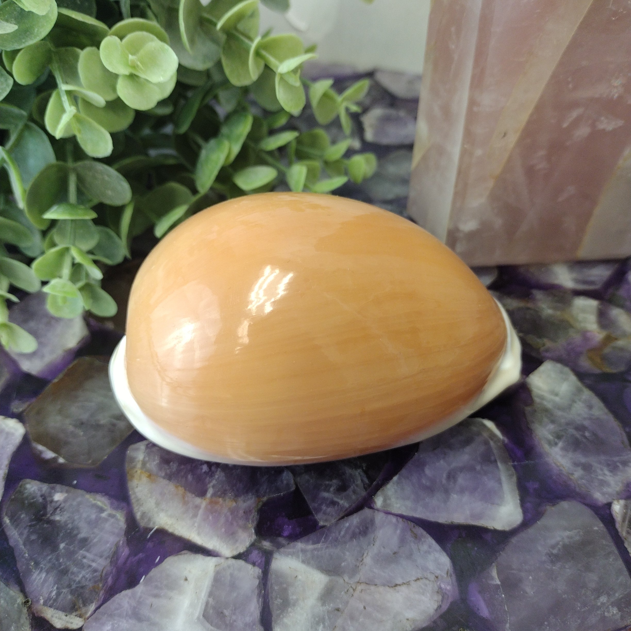 Cowrie Shell - Various Sizes – Crystal Joys