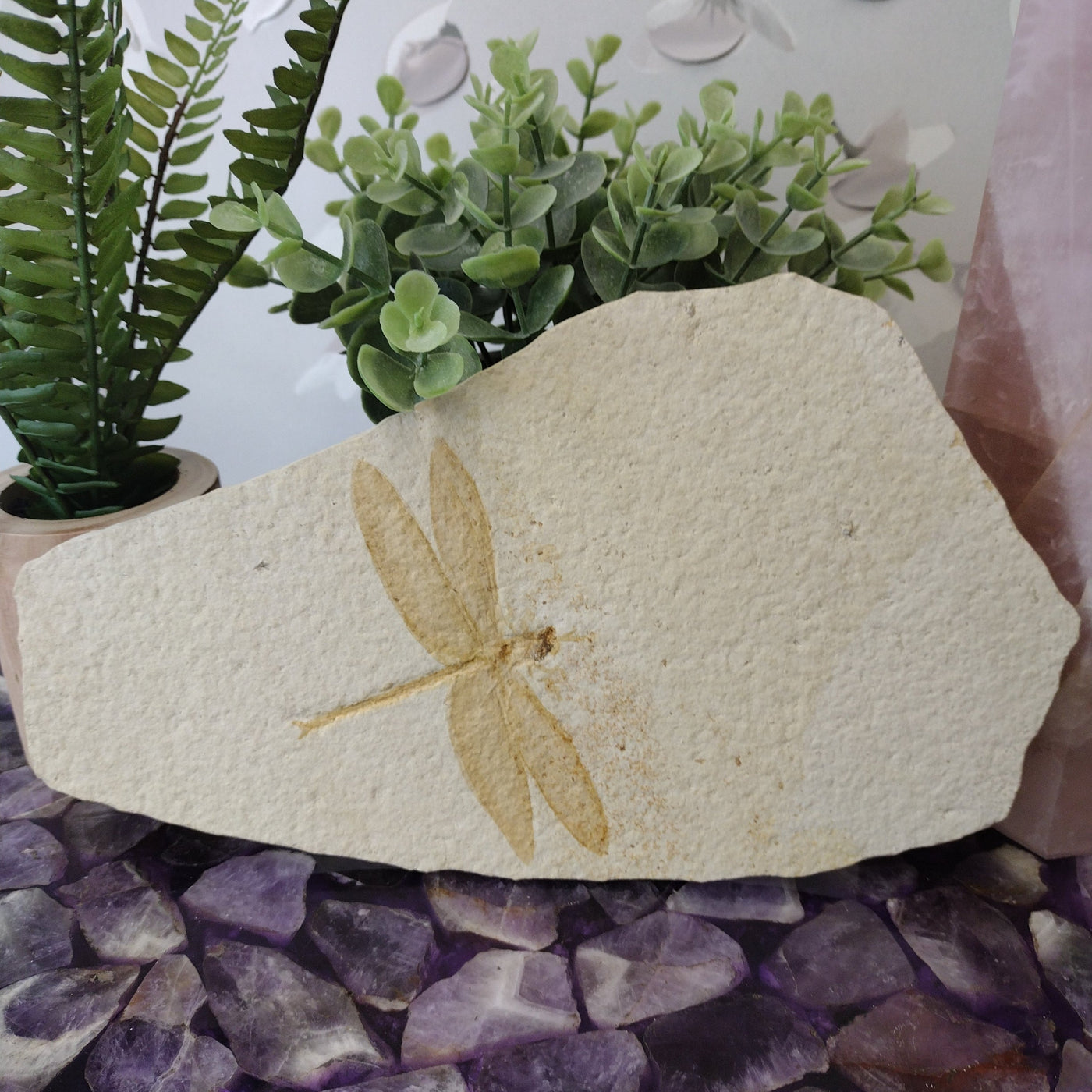 Dragonfly Fossil-Small 10" x 6" x 0.2