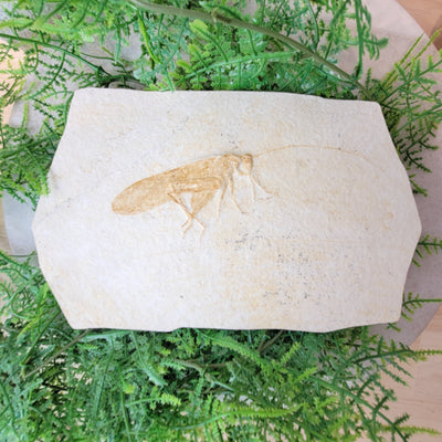 Fossilized Grasshopper - Germany 9"x 6"
