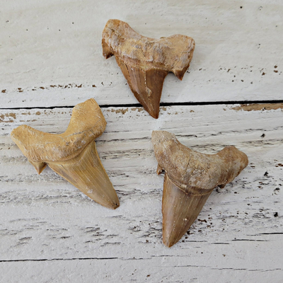 Fossilized Megalodon Shark Tooth
