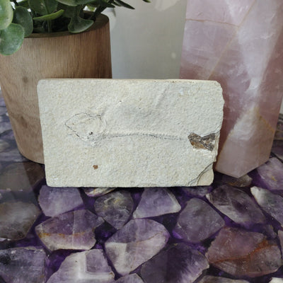 Green River Fossil Fish - Wyoming 3" x 4.5" x 0.5"