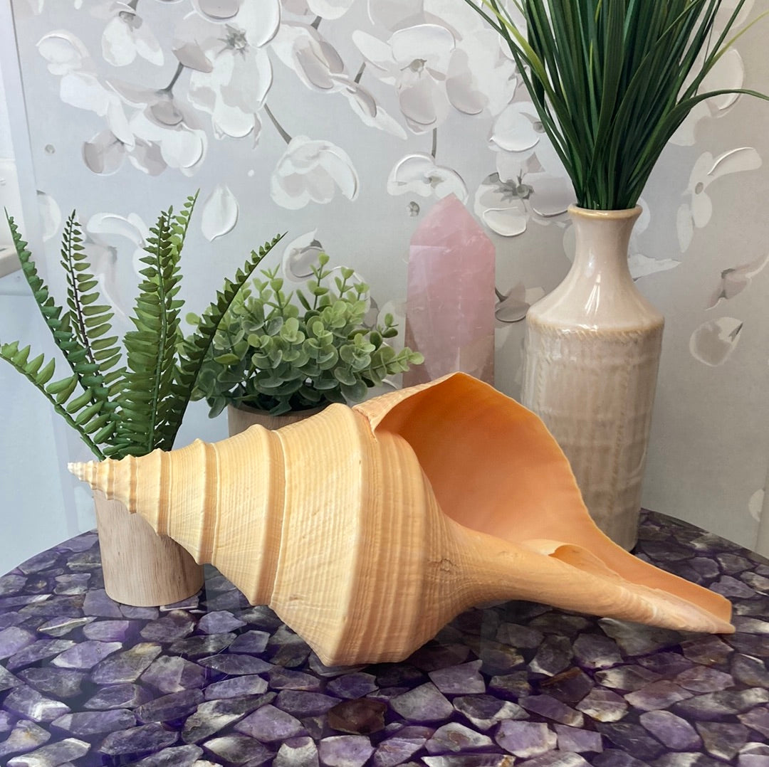 Horse Conch Shell