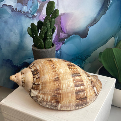 Magnificent Volute Shell 5" x 7.5"