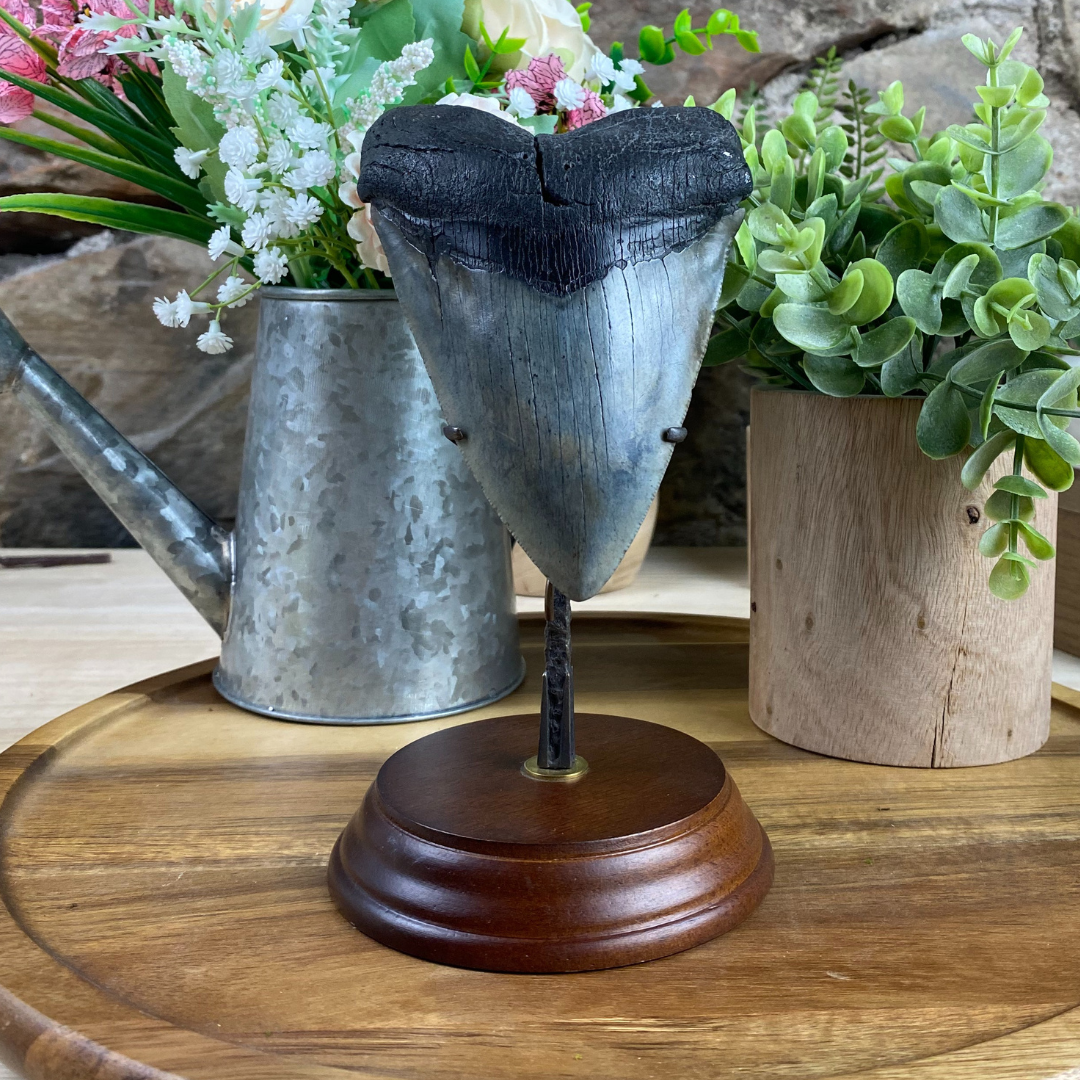 Megalodon Tooth on Custom Stand