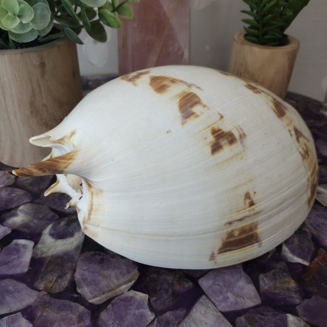 Melo-Volute-Shell_1080x.jpg?v=