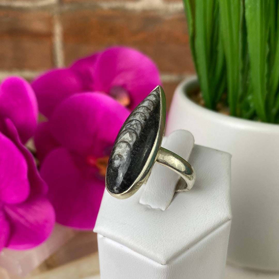 Orthoceras Fossil Ring Polished 1" with Sterling Silver Adjustable Band