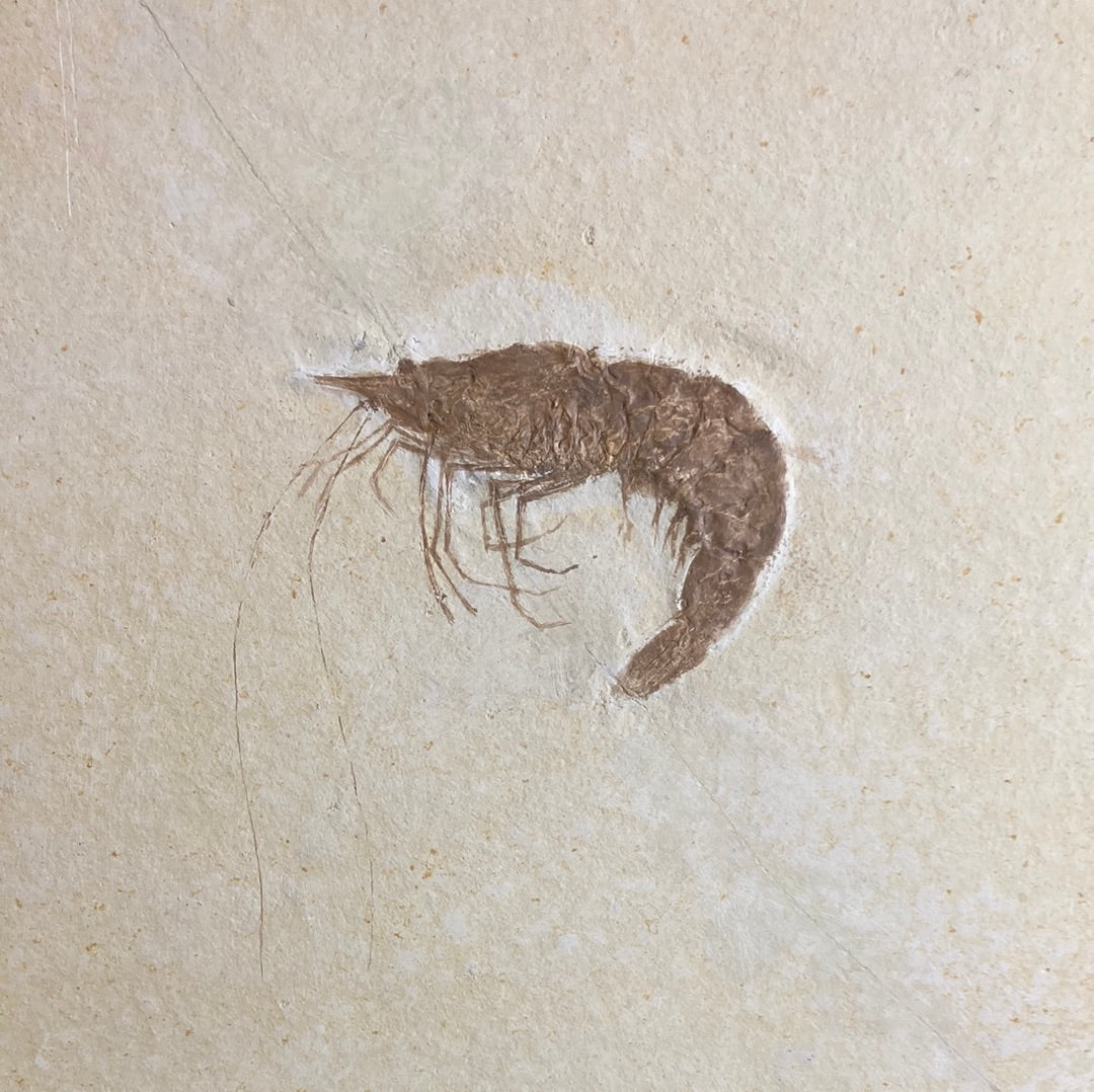 Shrimp Fossil Pair 15" x 13" x 1"
