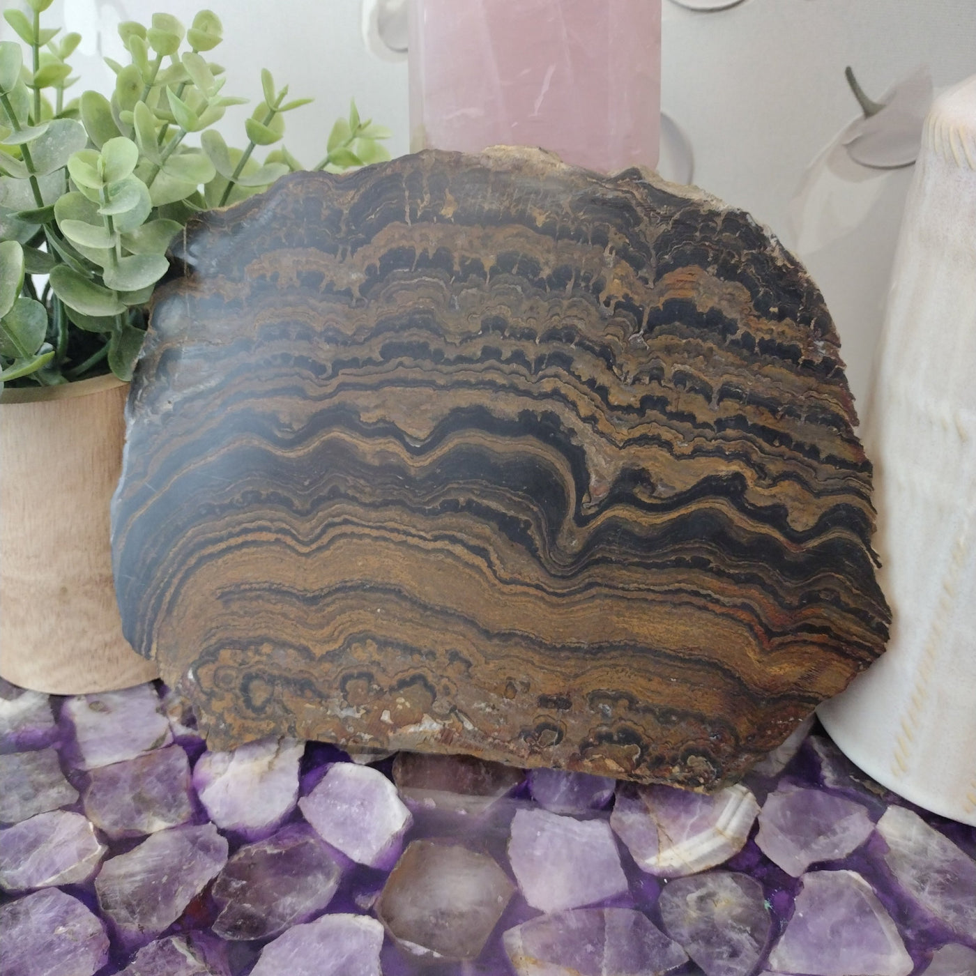 Stromatolite - Nevada 8" x 6" x 0.5"
