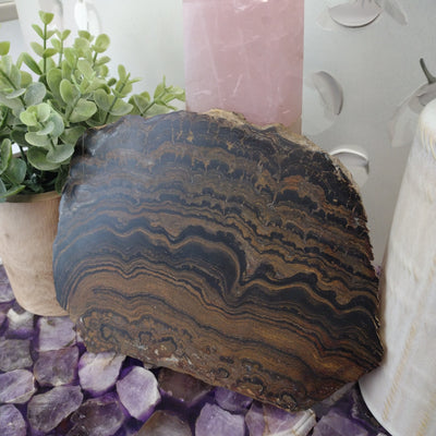 Stromatolite - Nevada 8" x 6" x 0.5"