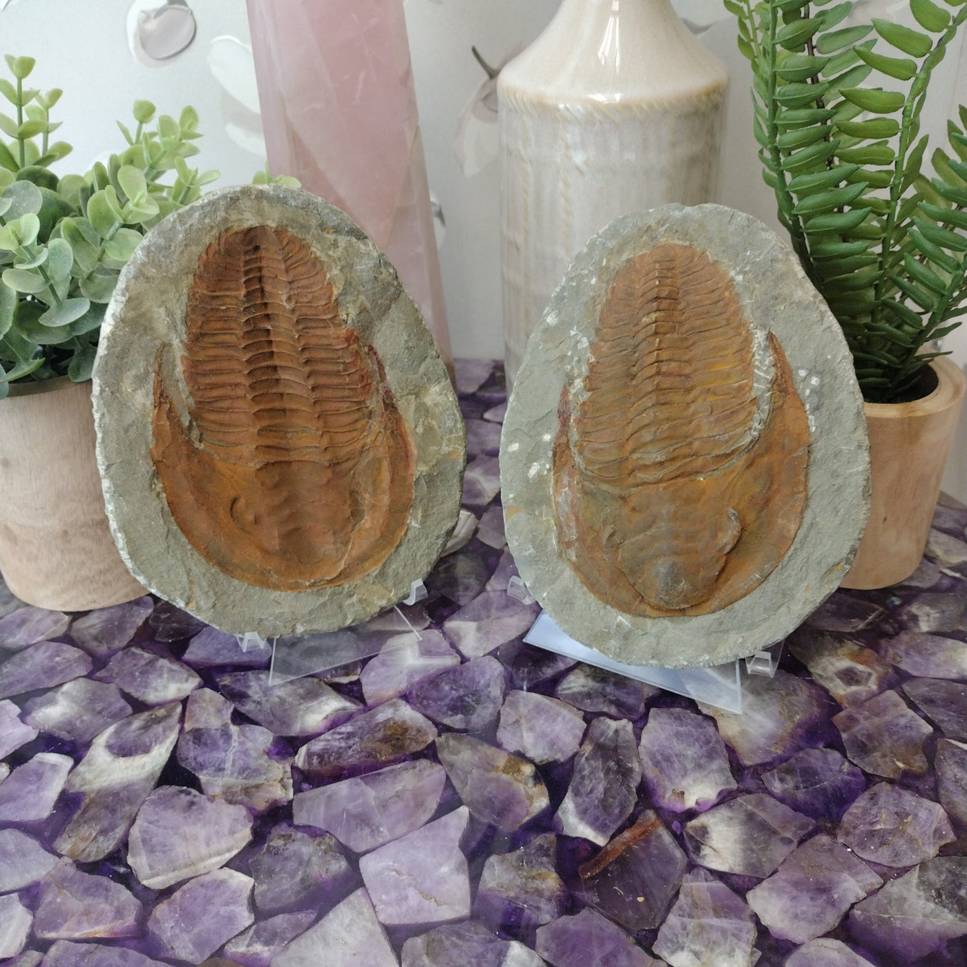 Trilobite Fossil Pair Large 5" x 6" x 1.3