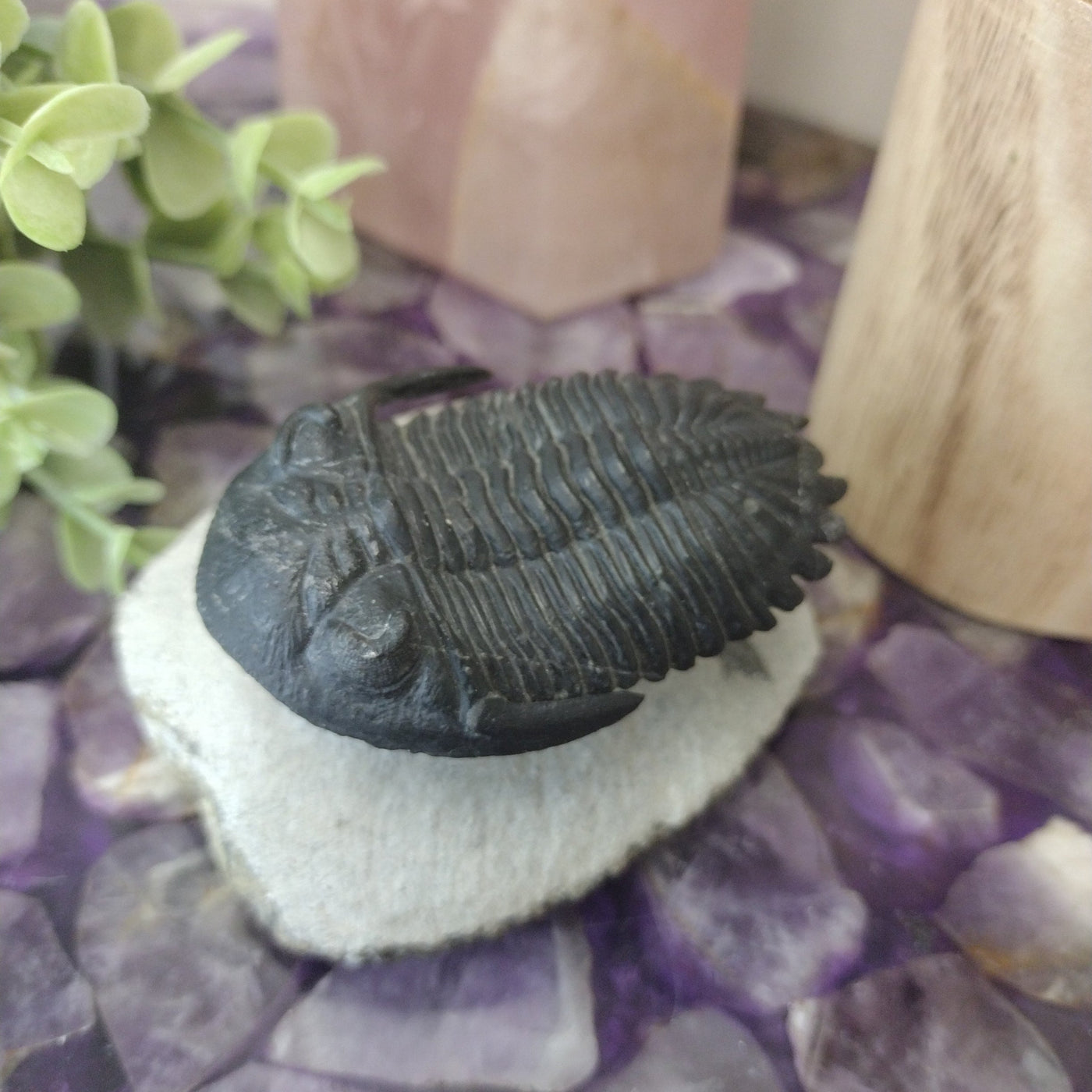 Trilobite Fossil in Fully Formed Matrix 3" x 3" x 2"