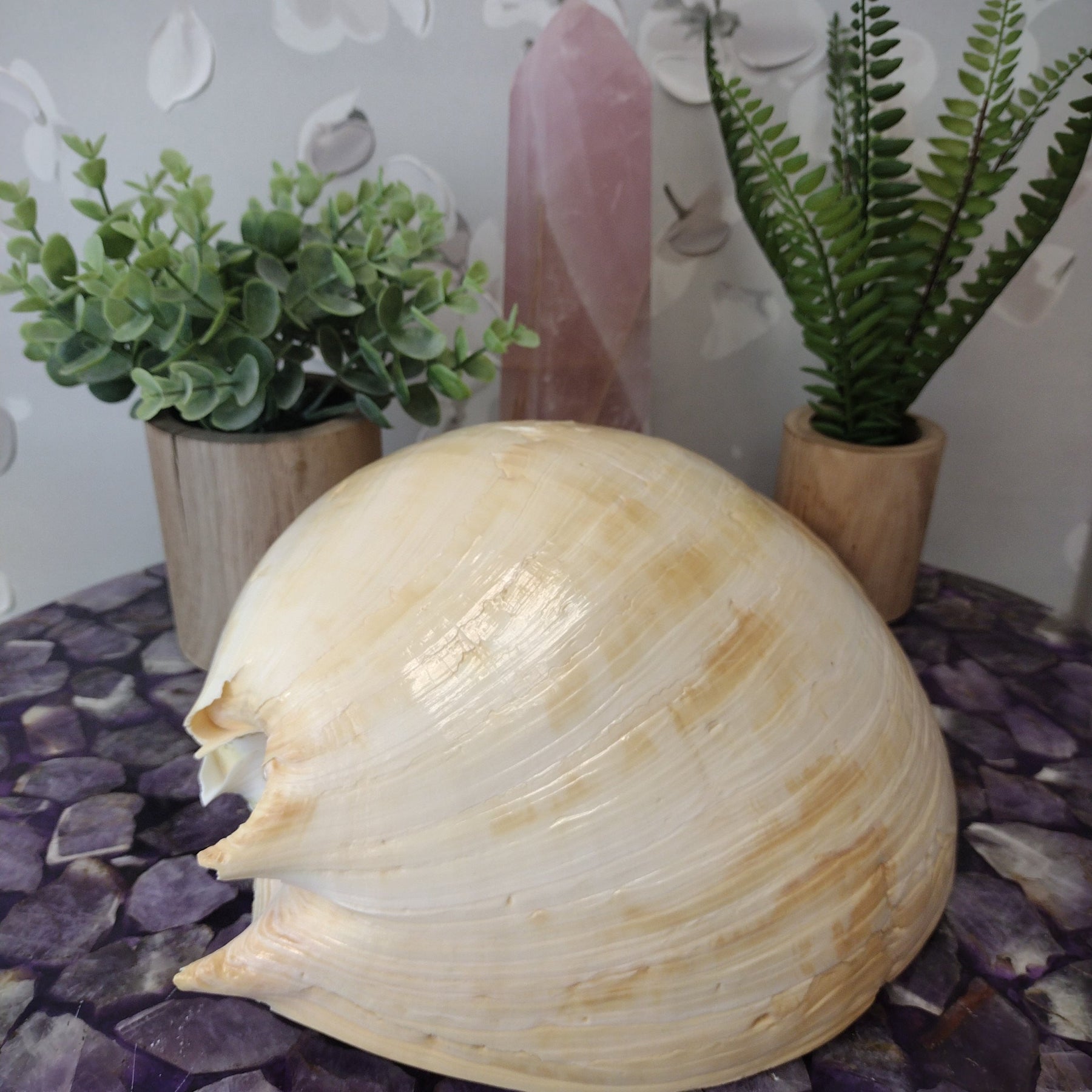 Turbo (gastropod) Shell Polished - Various Sizes – Crystal Joys