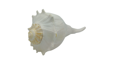 Whelk Shell